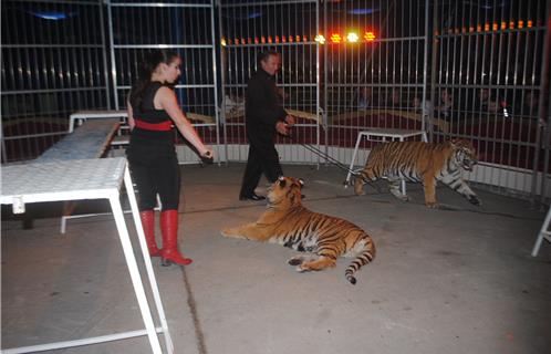 Alexandra Dumas et ses "bébés" tigres