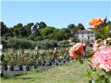 La Rose de Brignac, un paradis 100% roses