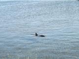 Un bébé dauphin dans le port du Brusc