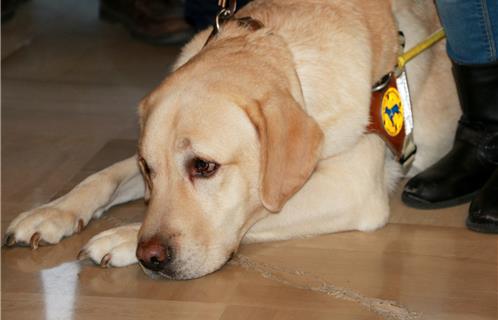 Caritatif : Remise d'un chien d'aveugle en mairie de Six-Fours - Ouest-Var.net