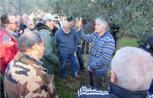 Devant Alain David (barbe blanche), Rémy Pecout explique comment tailler un olivier