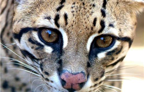 Le regard vif de l'Ocelot