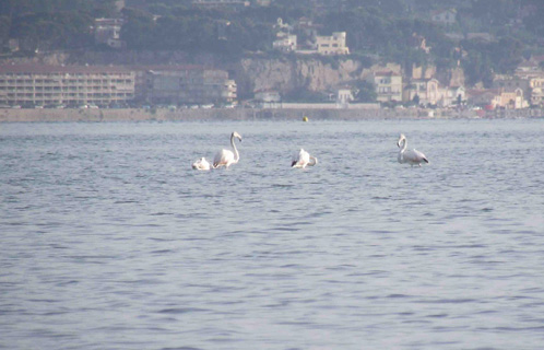 Des flamants roses dans la lagune du Brusc (Photo prise du Gaou, Sanary en fond de toile).