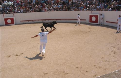 La course à la cocarde est un grand moment de la feria