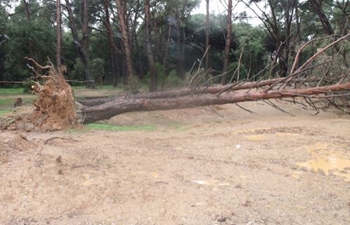 Au bois de la Coudoulière