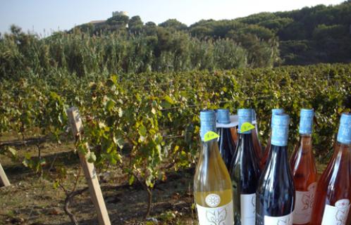 Le domaine des Embiez avec ses 10ha espère s'inscrire durablement dans le paysage viticole