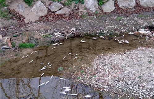 Des dizaines de poissons ne connaîtront pas le printemps...