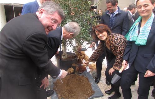 Geste symbolique : on a planté un olivier qui fait partie de l'emblème de la Ville d'Ollioules