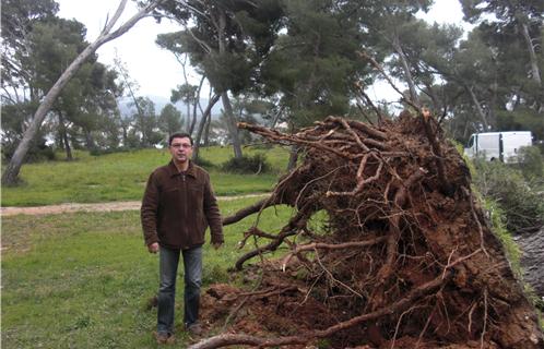 Un géant à terre, un amoureux des arbres atterré