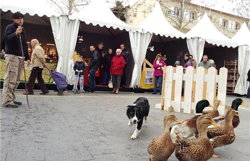 Démonstration de chien de troupeau sur la Place des Poilus