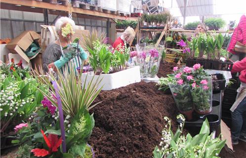 En l'espace d'une dizaine de jours, il faut conditionner quelque deux millions de brins de muguet !