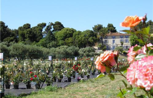 Une magnifique bâtisse provençale de XVIIIème siècle surplombe la roseraie