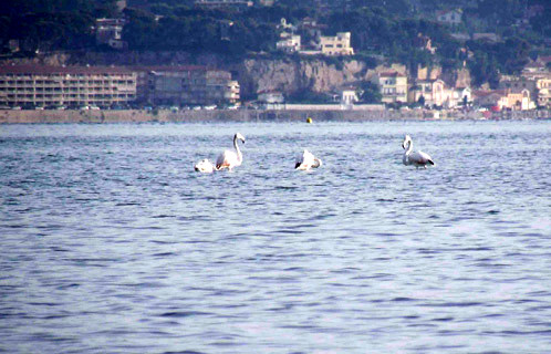 La lagune accueille de nombreuses espèces comme ces flamants qui ont fait escale au Brusc l'été dernier 