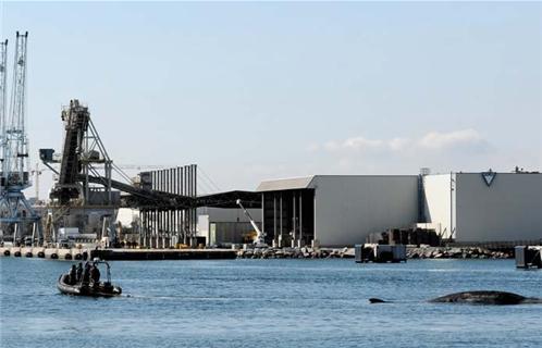 L'arrivée du cachalot au port de Brégaillon