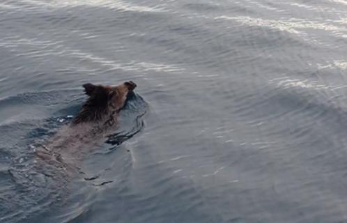 Un sanglier à l'eau. Photo de Philippe Brondi.