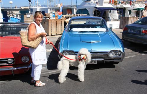 Chien de stars devant un cabriolet qui était celui de Monsieur tout le monde aux États-Unis. 