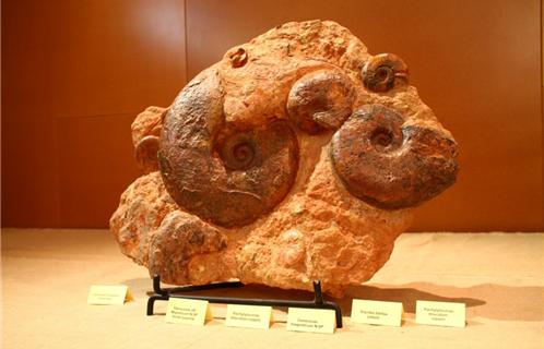Un fossile de céphalopode