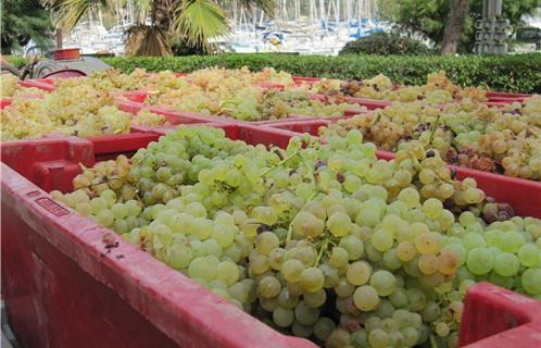 Des centaines de grappes ont été déjà ramassées.