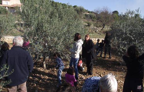 A la montée des Safrans, les enfants ont participé à la cueillette des olives .