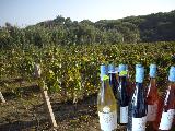 Fin des vendanges au domaine des Embiez