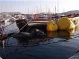 Sanary : Opération de  renflouage sur le bateau « Ann Christine »