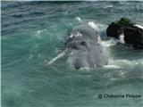 Le cachalot du Cap Sicié sera équarri ou pétardé