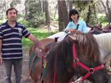 Arizona Poneys au Bois de la Coudoulière