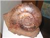 Les ammonites peuvent atteindre des tailles gigantesques.