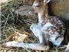 Bébé Bambi deviendra grand