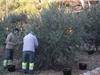 Vendredi matin des agents poursuivaient la récolte des olives avec Jean-Luc Granet.