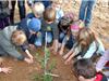 Chaque classe a planté un petit olivier. (photo B.L)