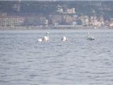 Des flamants roses sur la lagune