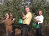 A la cueillette des olives au Jardin de la ferme