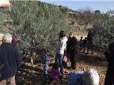 Les scolaires sont partis à la cueillette des olives