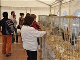 Quoi de mieux qu'une exposition de gallinacés pour Pâques?