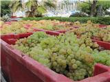 Les Embiez : des vendanges plus difficiles cette année