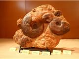 Les céphalopodes fossiles de France sont au Cap Nègre