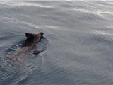 Le sanglier termine sa folle course... à l'eau