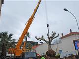 Il y en avait du monde pour transplanter "le centenaire"!