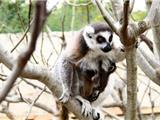 Naissance de deux lémuriens au zoo du Jardin Exotique
