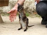 Des nouvelles du Wallaby sauvé par le zoo du Jardin Exotique
