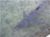 Un requin bleu aux Embiez