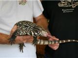 Exposition de reptiles au Zoo de Sanary
