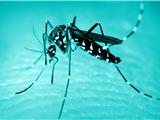 Prolifération inhabituelle de moustiques cette année à Six-Fours