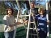 La présidente du Comité des Fêtes des Playes, Mme Béatrice Lemoine(à gauche), Mr et Mme Lyon-Aureglia faisant la cueillette des olives du Parc municipal des Playes