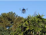 Un drone pour sauver nos palmiers ?