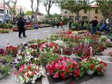 La foire aux plants s’est installée à Six-Fours