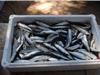 45 kilos de sardines