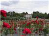 Une vue partielle de la roseraie offrant 80 variétés et 1.500 pots 