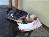 Une tortue s'échoue aux abords du Cap Nègre
